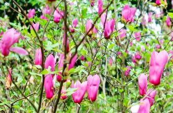 紫玉兰的施肥方法 紫玉兰的施肥方法