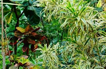 金边百合竹（金边百合竹叶子发黄掉落怎么办）