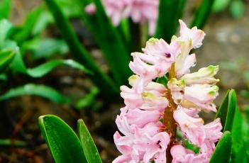 风信子的养殖方法 风信子的养殖方法