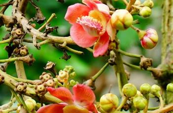 炮弹树（炮弹树图片）