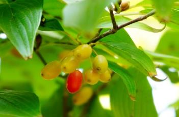 山茱萸 山茱萸的功效与作用