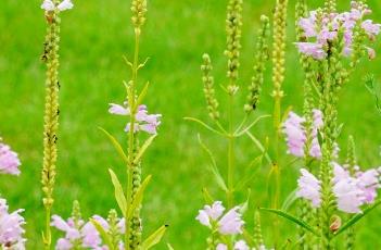 玫红女王假龙头