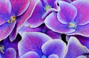 绣球花的生长习性