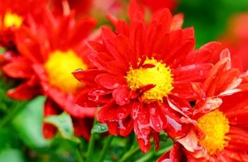 地被菊（狼尾草）