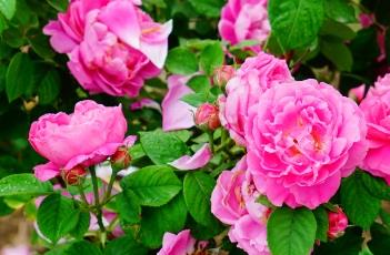 UlrichBrunnerFils月季