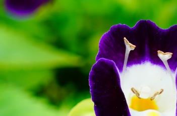 夏堇花的养殖方法