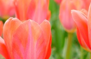 橙色范伊克郁金香