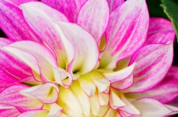 盆栽小丽花的养殖方法