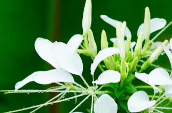醉蝶花的播种方法 醉蝶花的播种方法