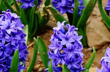 水培风信子的养殖方法