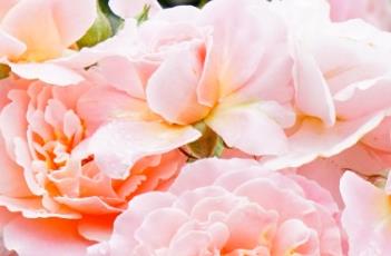 月季花花语 月季花花语