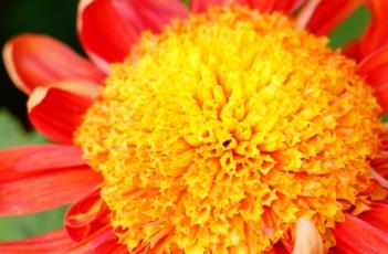 菊花的繁殖方式 菊花的繁殖方式