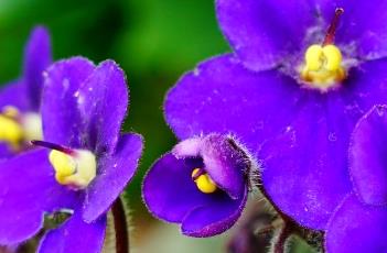 非洲紫罗兰的养殖方法 非洲紫罗兰的养殖方法