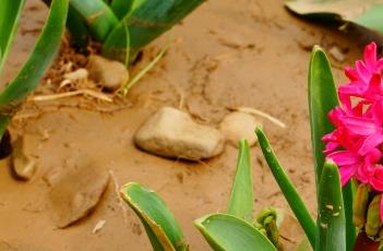 水培风信子的养殖方法