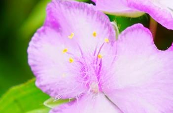 紫露草的繁殖方法