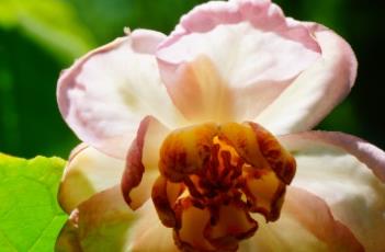 夏蜡梅的栽培技术 夏蜡梅的栽培技术