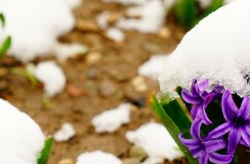 风信子花语 风信子花语图片