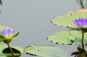 睡莲的繁殖方法 睡莲的繁殖方法