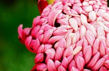 菊花种子播种方法