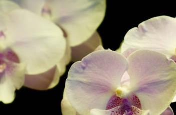 蝴蝶兰的养殖方法