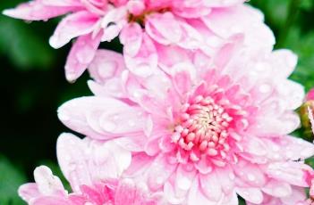 地被菊的养护方法