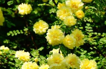 黄刺玫的繁殖方法