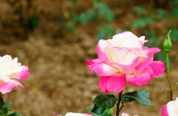 杂技表演 杂技表演解说