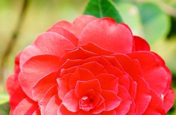 山茶花室内养殖方法