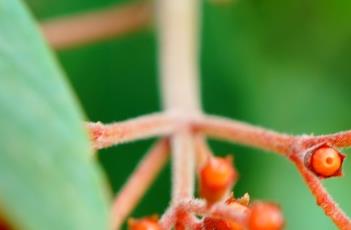 希茉莉的栽培方法