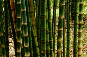 马来甜龙竹 马来甜龙竹