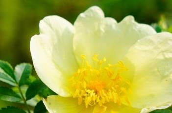 黄刺玫（黄刺玫花语）