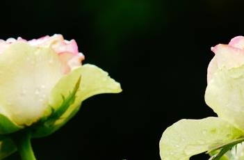 盆栽月季花的日常养护