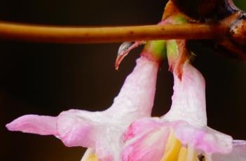 樱桃忍冬的栽培技术 樱桃忍冬图片