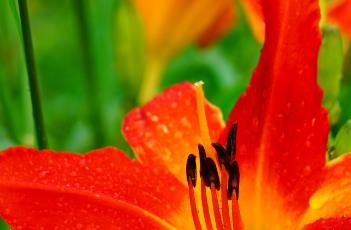 萱草的繁殖方法（萱草的繁殖方法和过程）