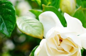 栀子花的繁殖方式