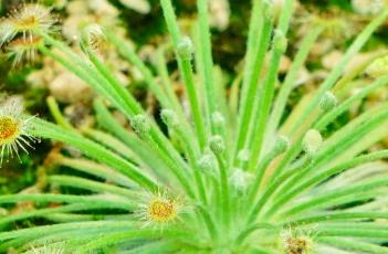 布鲁姆斯茅膏菜 弗洛里茅膏菜