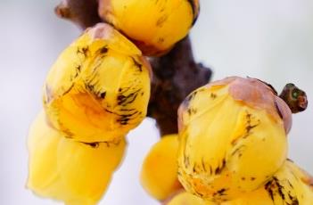 蜡梅的栽培技术 蜡梅的栽培技术