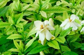 栀子花的繁殖方式 栀子花的繁殖方式有几种