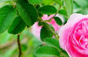 RobertleDiable蔷薇