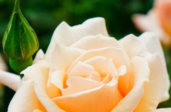 大奖章 大奖章思维导图怎么画