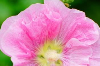 盆栽蜀葵的养殖方式