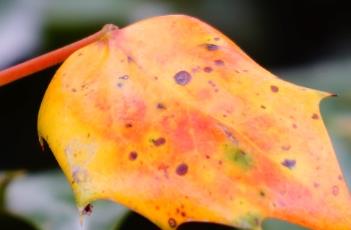 阔叶十大功劳（阔叶十大功劳图片）