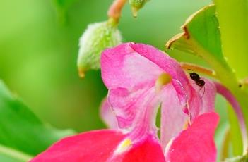 凤仙花的种植月份