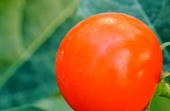 珊瑚豆 珊瑚豆图片