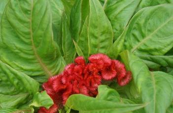 鸡冠花怎么浇水(鸡冠花怎么浇水最好)