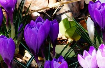 番红花的养殖方法