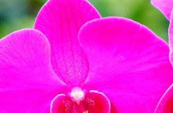 蝴蝶兰的繁殖方法 蝴蝶兰的繁殖方法