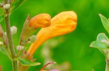 亚利桑那砂岩橙色藿香