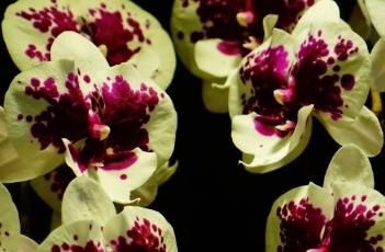 蝴蝶兰的养殖方法