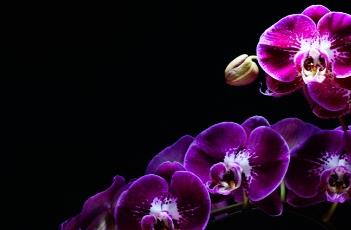 蝴蝶兰花谢后的养护方法 蝴蝶兰花谢后的养护方法